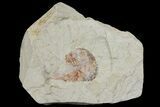 Miocene Fossil Leaf - Augsburg, Germany #139507-1
